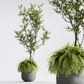 Indoor plant organika